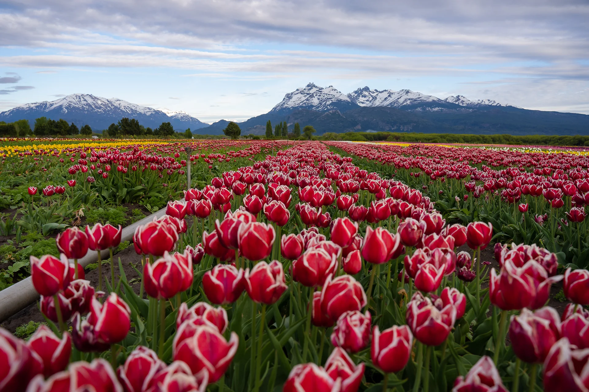Campo-de-Tulipanes---Trevelin--primavera-2022_