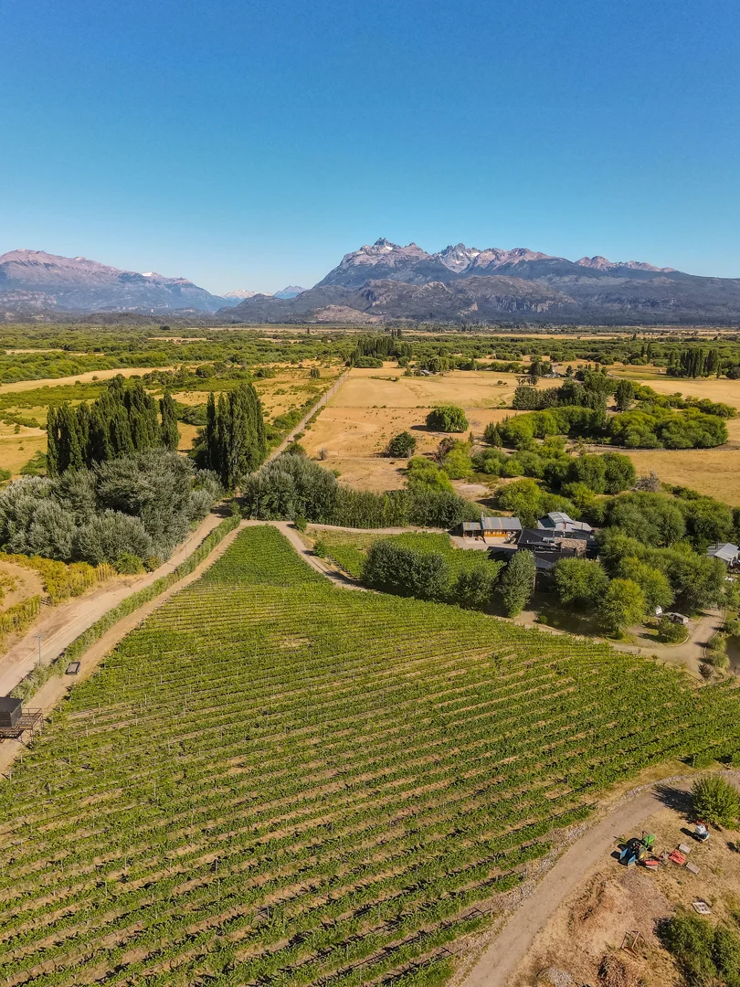 vinedos-patagonia001